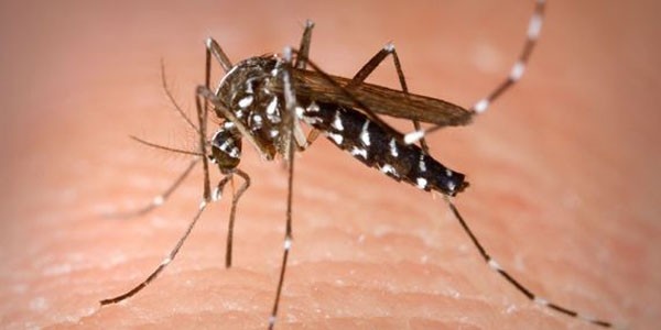 prevent mosquitos to breed
