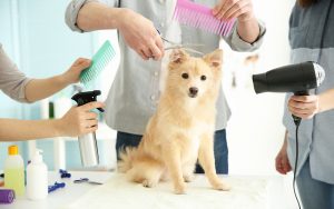 Benefits You Get From Regular Pet Grooming in Miami